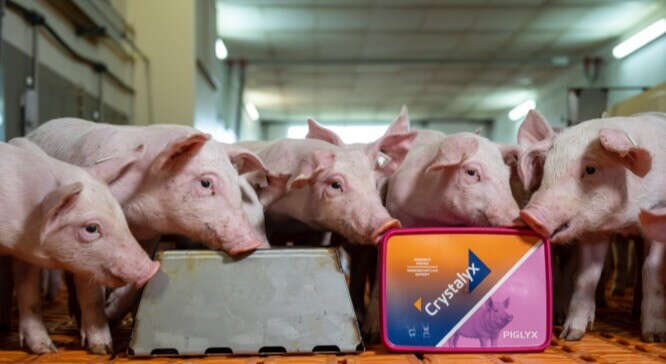 crystalyx teaser schwein